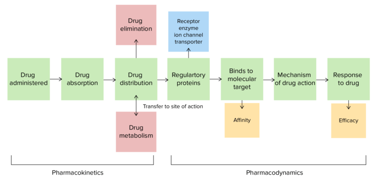 Pharmacokinetics And Pharmacodynamics | Concise Medical Knowledge