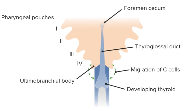 Thyroid gland development and migration of c cells from the ultimobranchial bodies