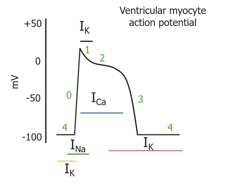 Phases of cardiac myocyte action potential