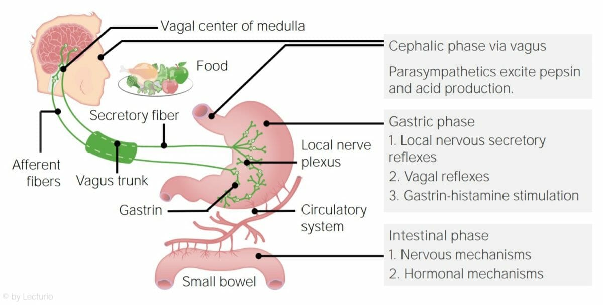 Fases de la digestión con sus componentes funcionales