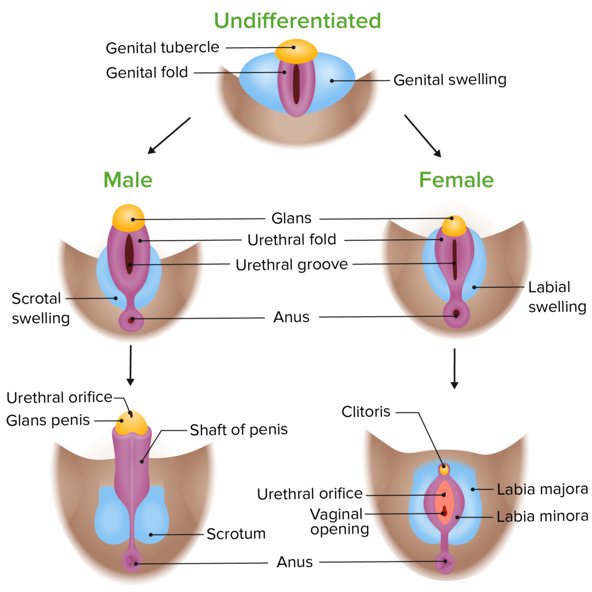 Diferenciação fenotípica da genitália externa em embriões masculinos e femininos