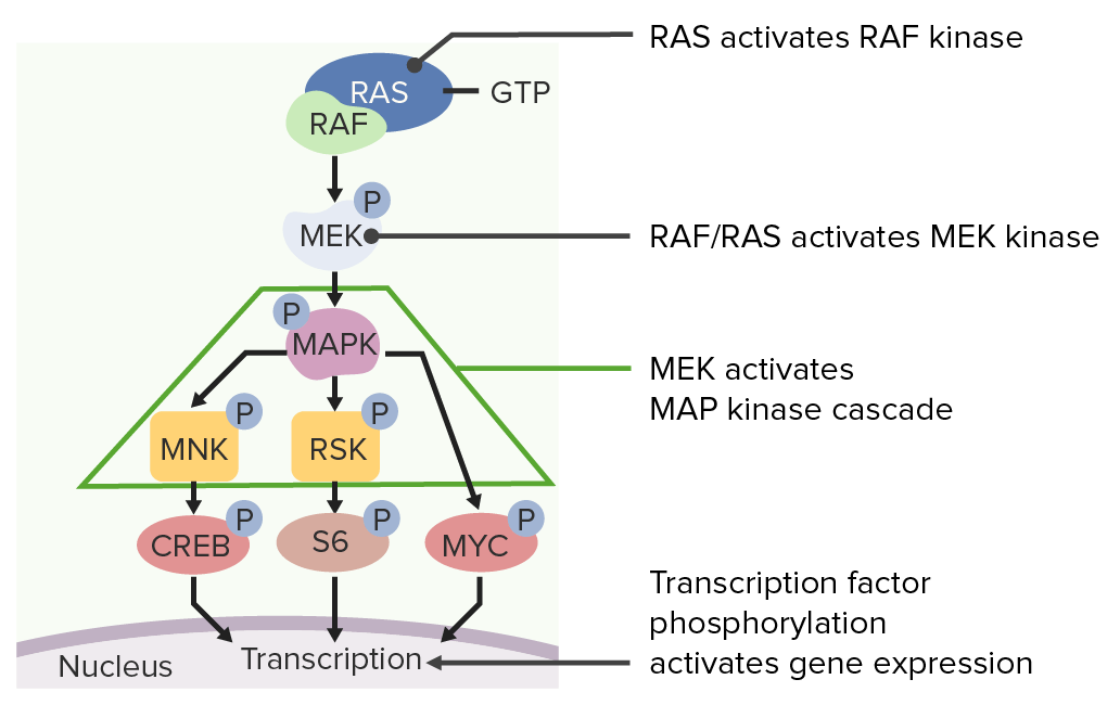 Phosphorylated ras then activates a signaling cascade