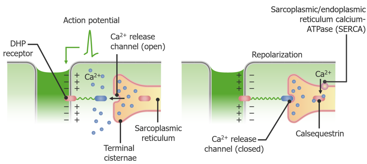 Physiology of calcium release from the sarcoplasmic reticulum