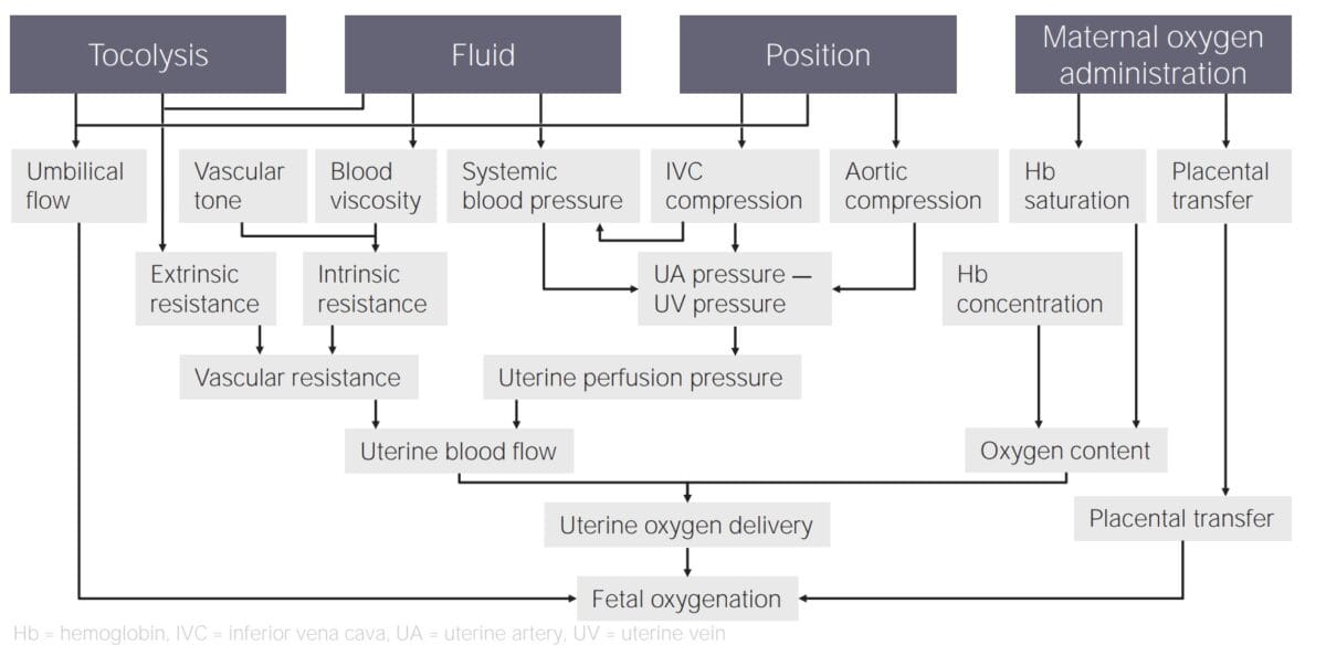 Physiology of intrauterine resuscitation