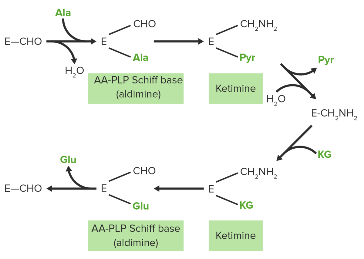 Ping pong bi bi mechanism of transamination