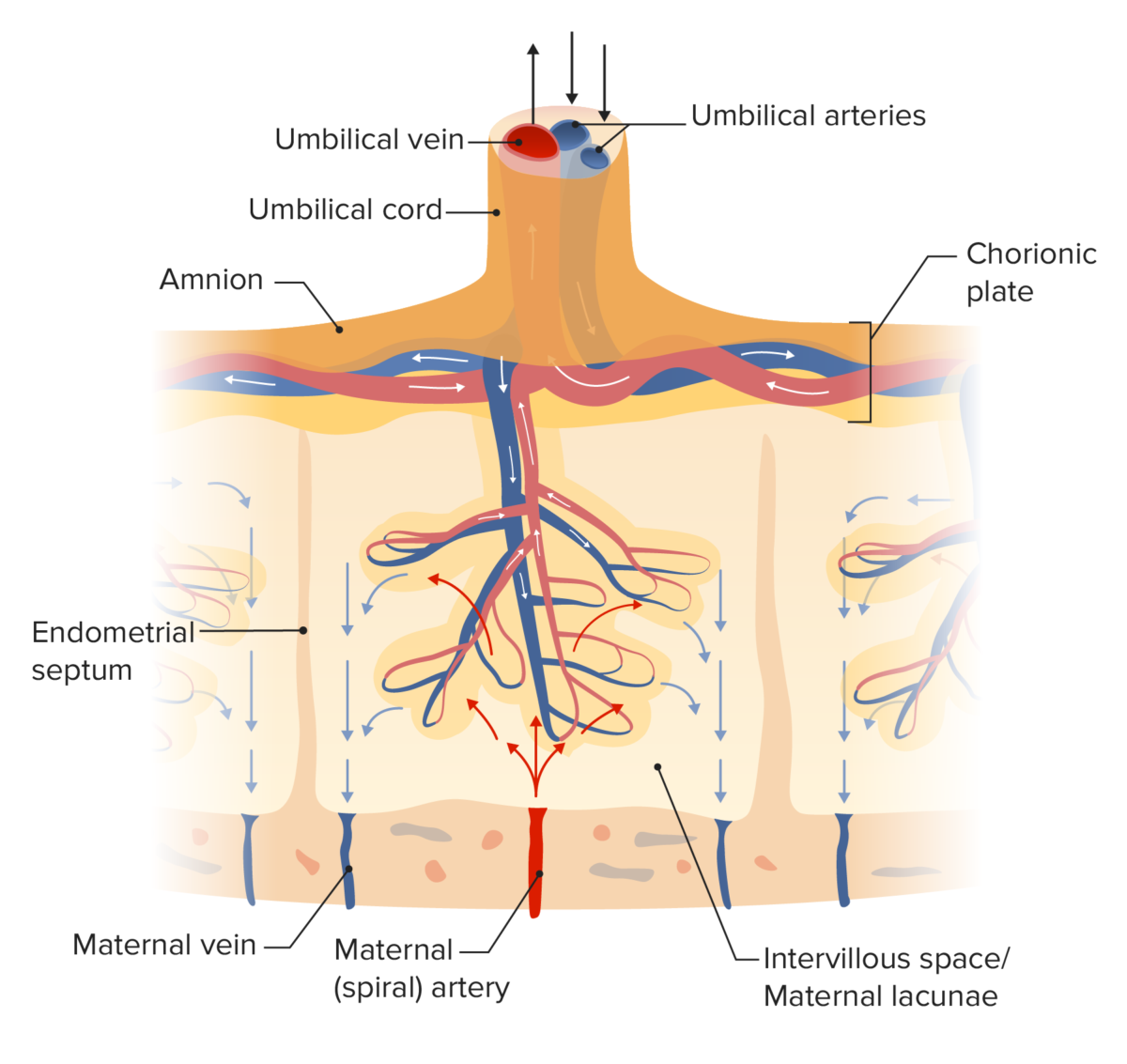 Placental circulation