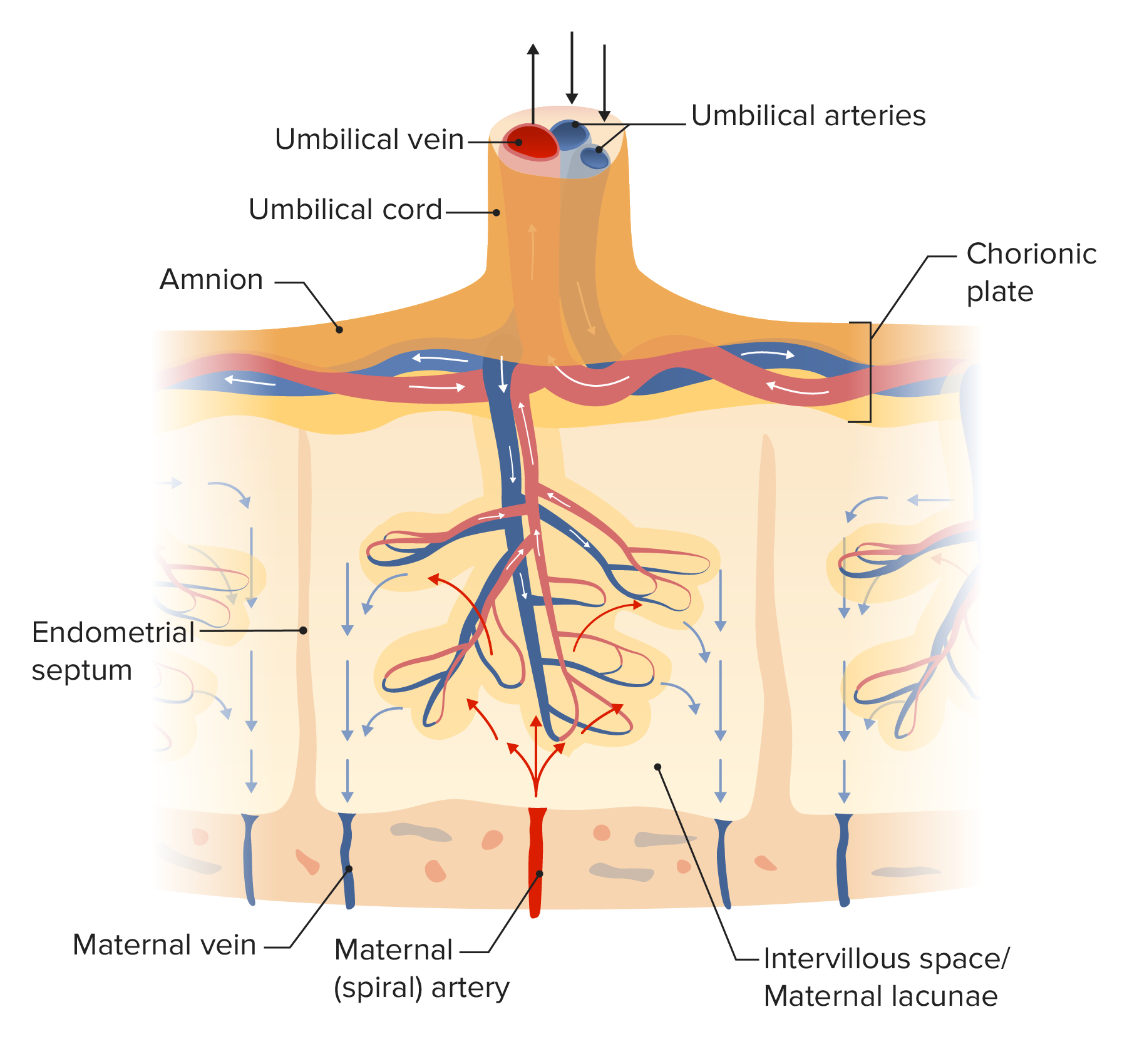 umbilical cord diagram