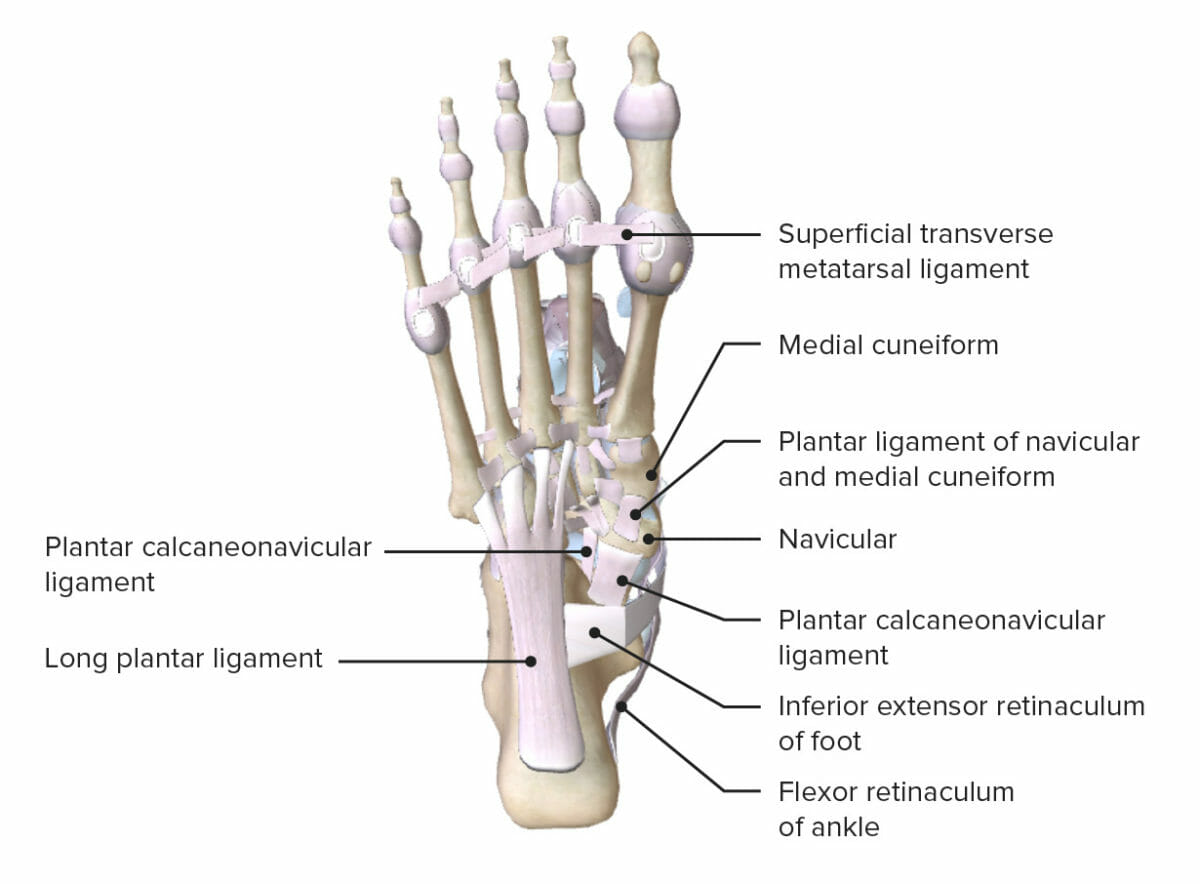 Plantar view of the foot