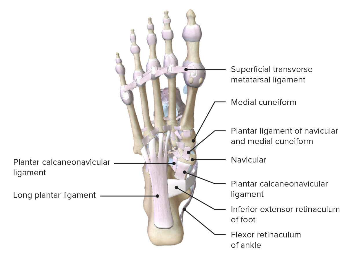 P Concise Medical Knowledge P Concise Medical Knowledge