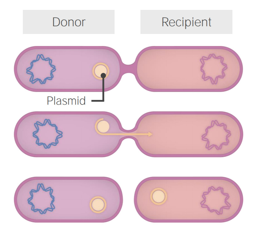 Plasmid exchange in klebsiella
