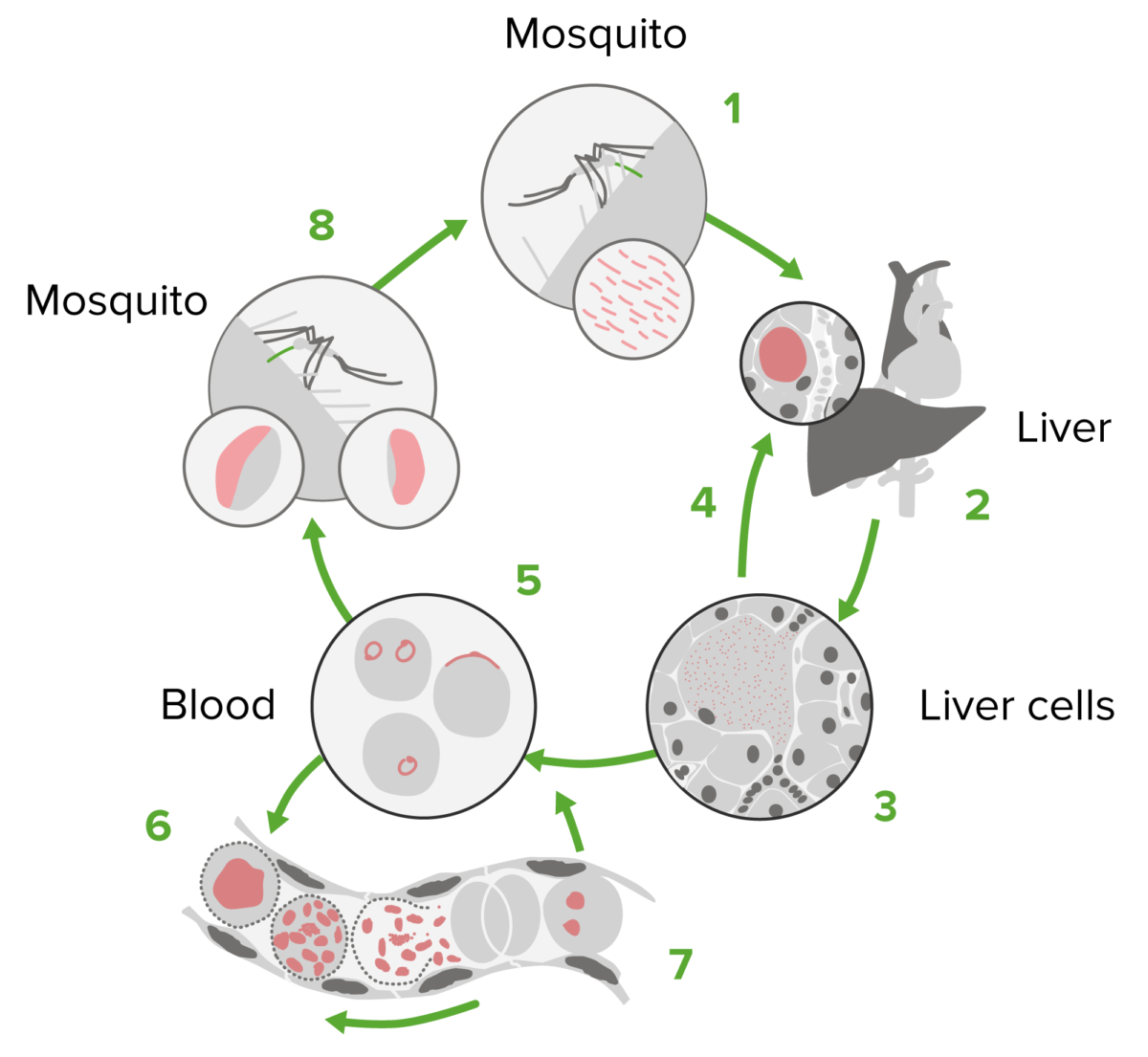 Medicamentos antipalúdicos del ciclo de vida de plasmodium