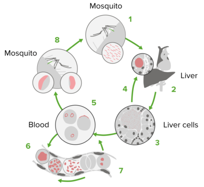 Plasmodium life cycle antimalarial drugs