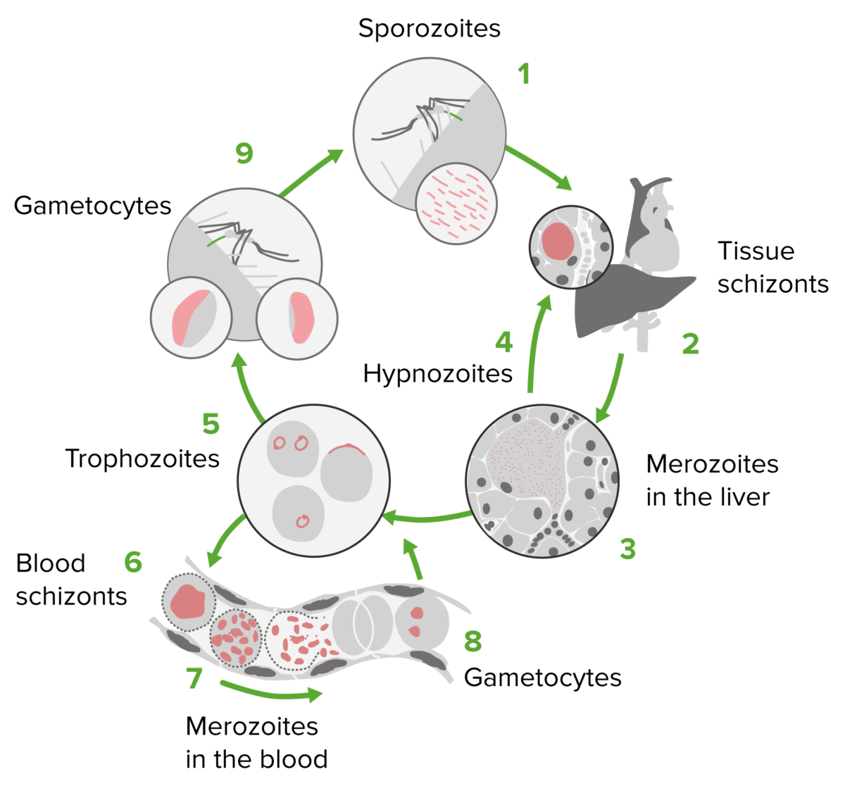 Plasmodium life cycle