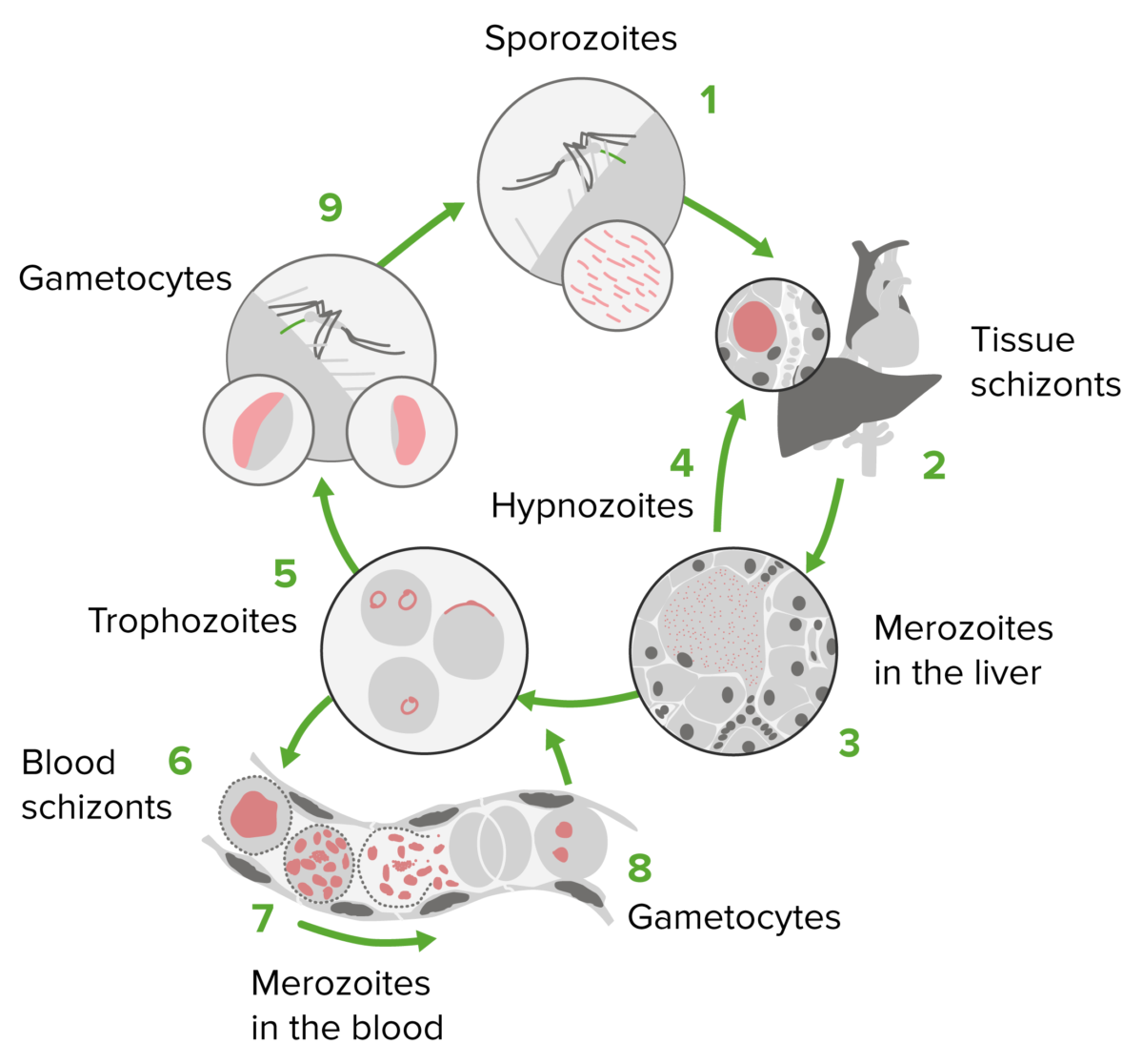 Ciclo de vida do plasmodium