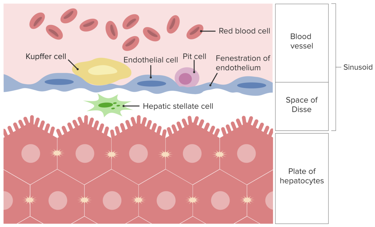 Placa de hepatocitos y sinusoide