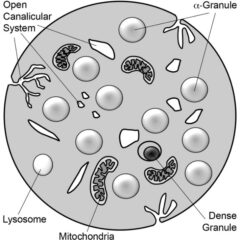 Platelet Granule Exocytosis