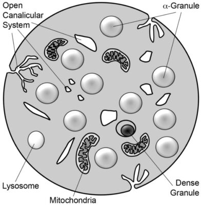 Platelet granule exocytosis