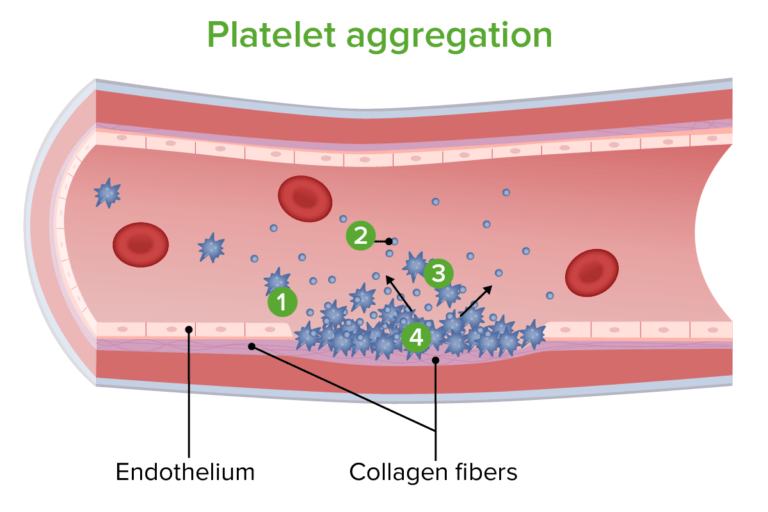Hemostase concise medical knowledge