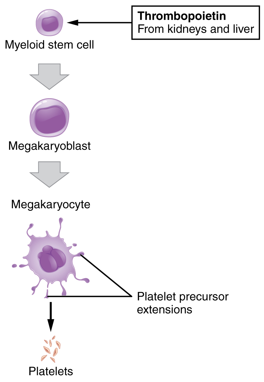 Platelet development