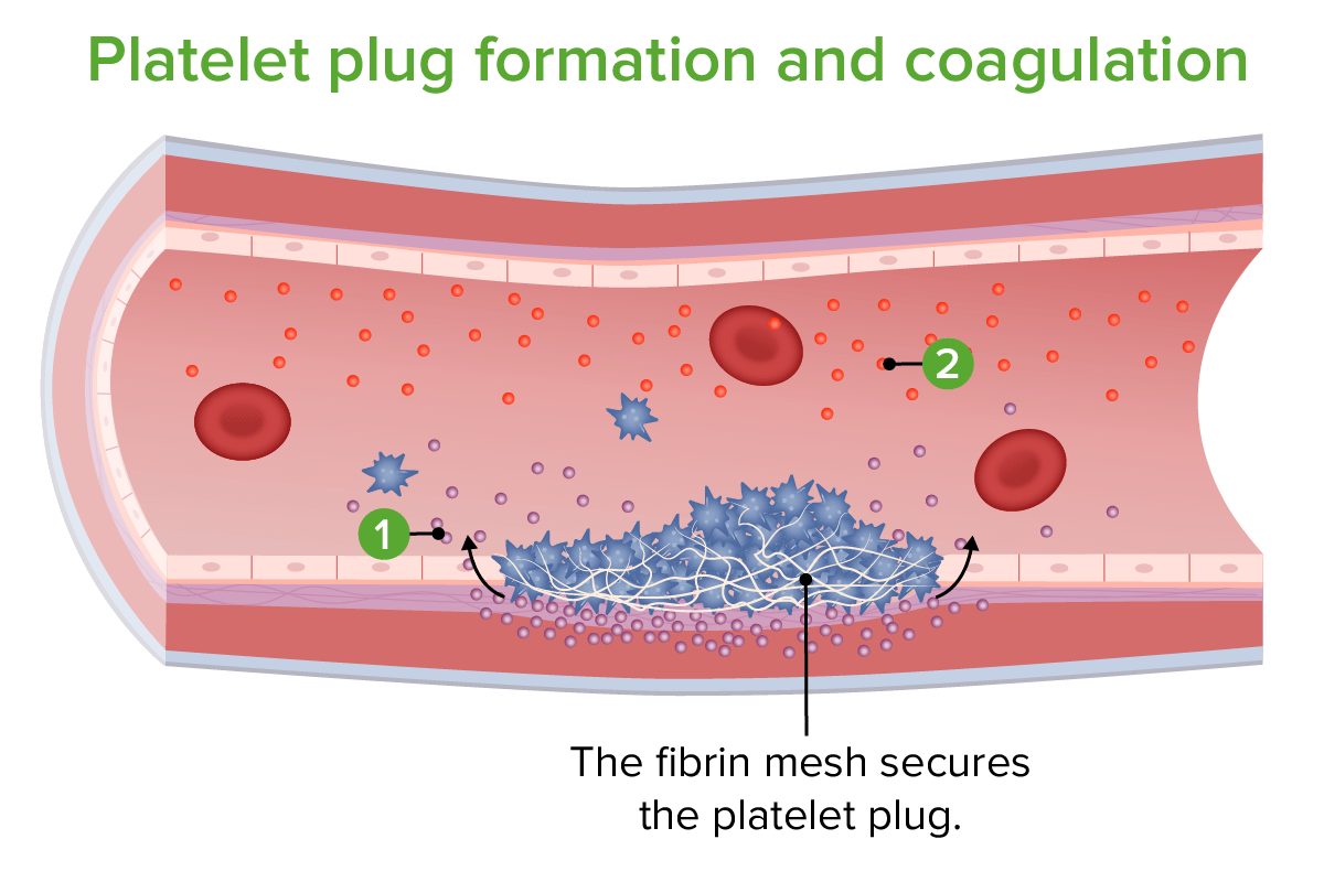 Platelet plug formation and coagulation