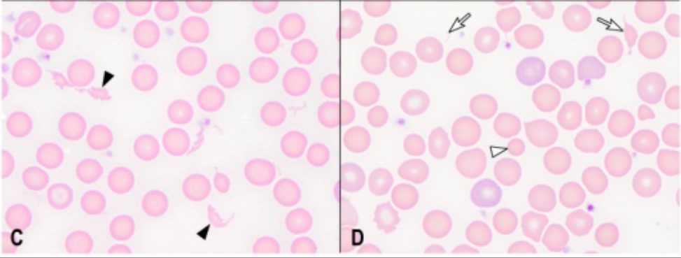 Poikilocytes in blood smears from rabbits