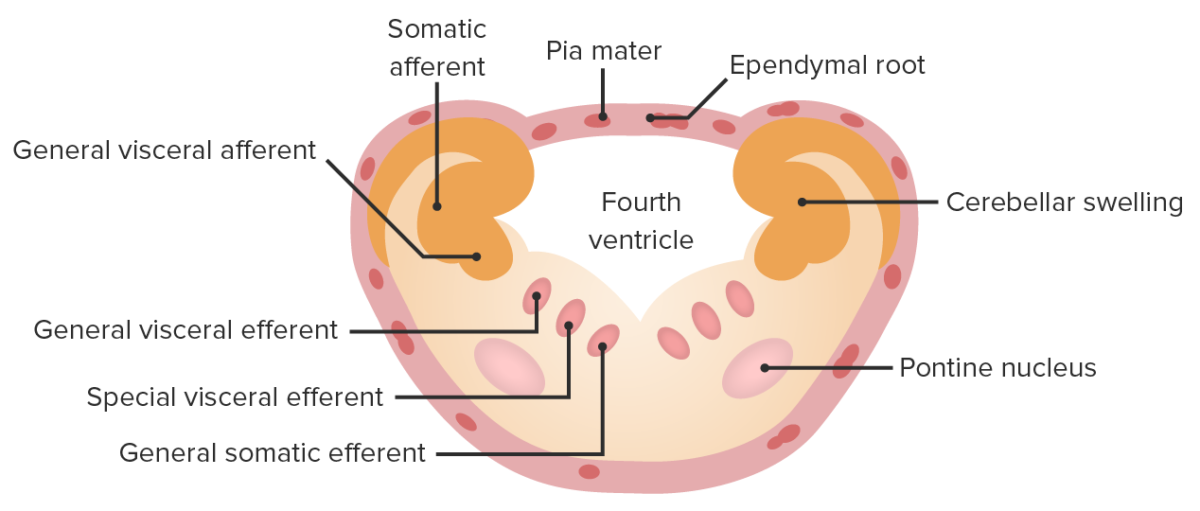 Pontine nucleus development