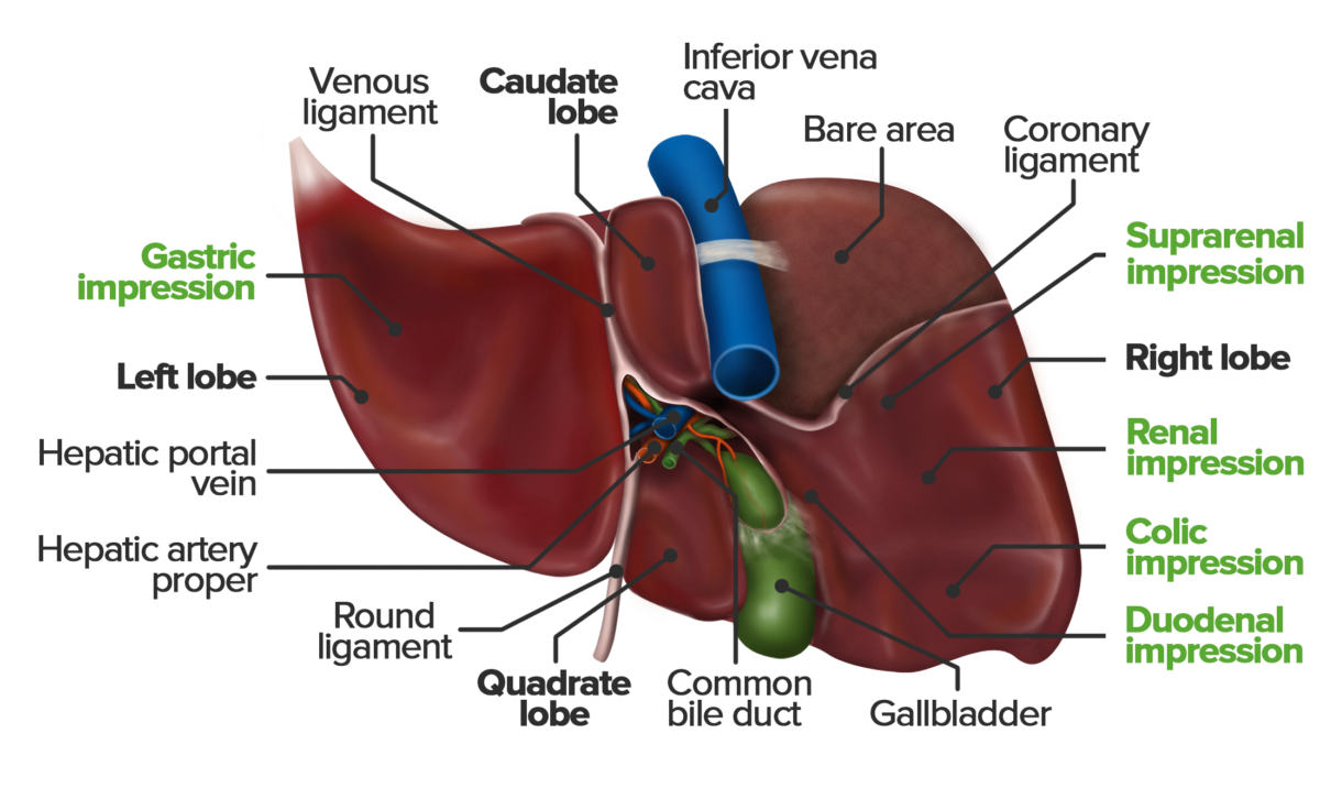 Porta hepatis e vista inferior do fígado