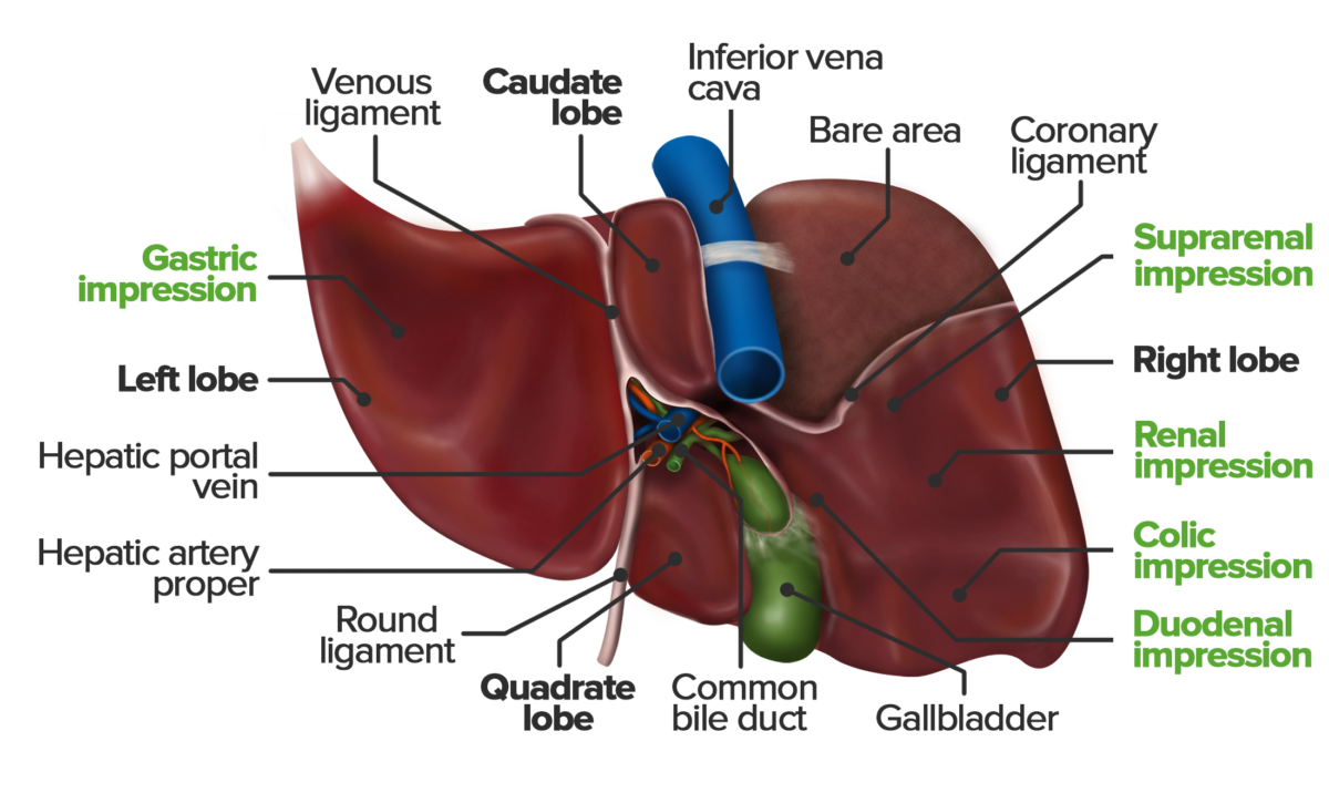 Diagram Of Liver / Liver Concise Medical Knowledge