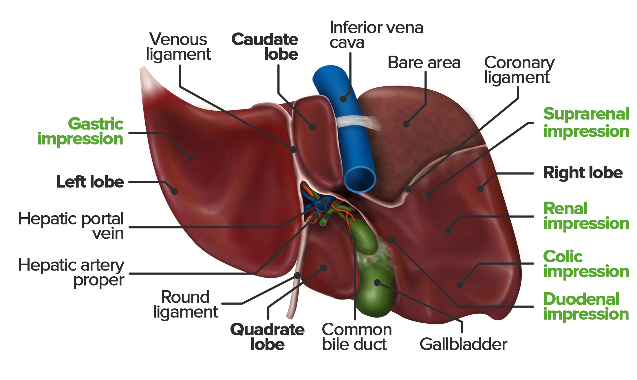 Diagram Of Liver - The Liver And Its Functions Center For Liver Disease