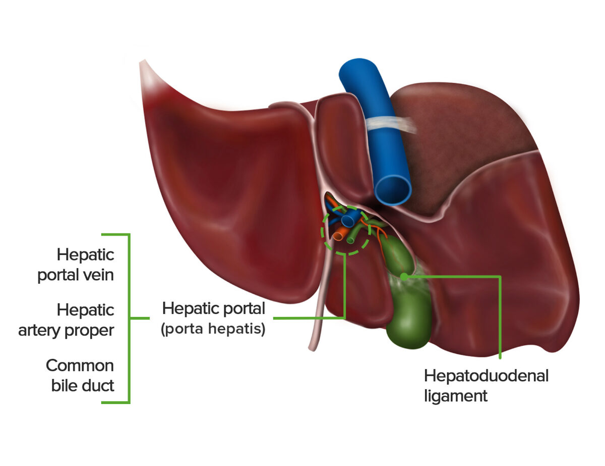 Porta hepatis portal hepático