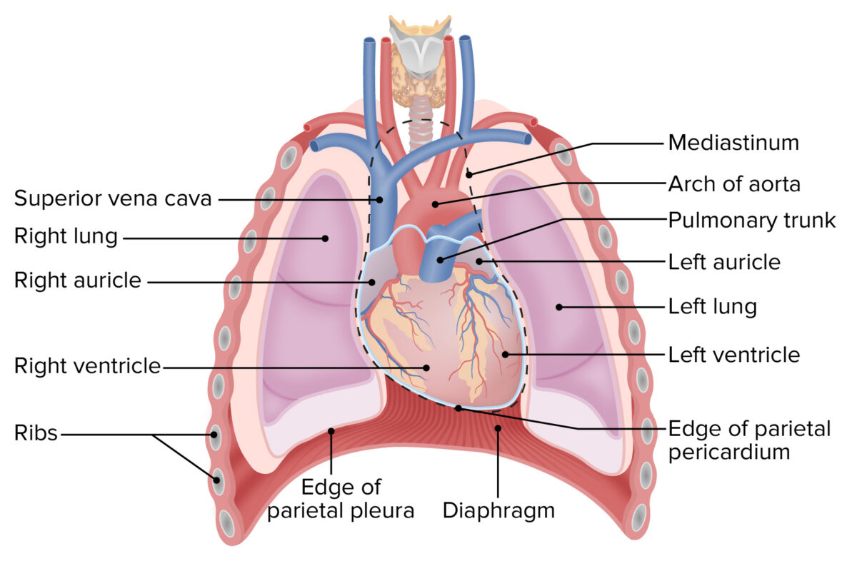 Position of the heart in the thoracic cavity anterior view