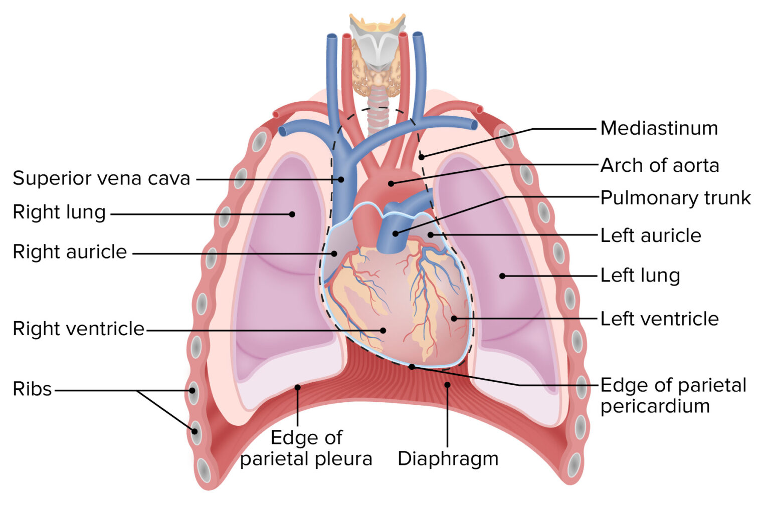 Heart Anatomy Concise Medical Knowledge