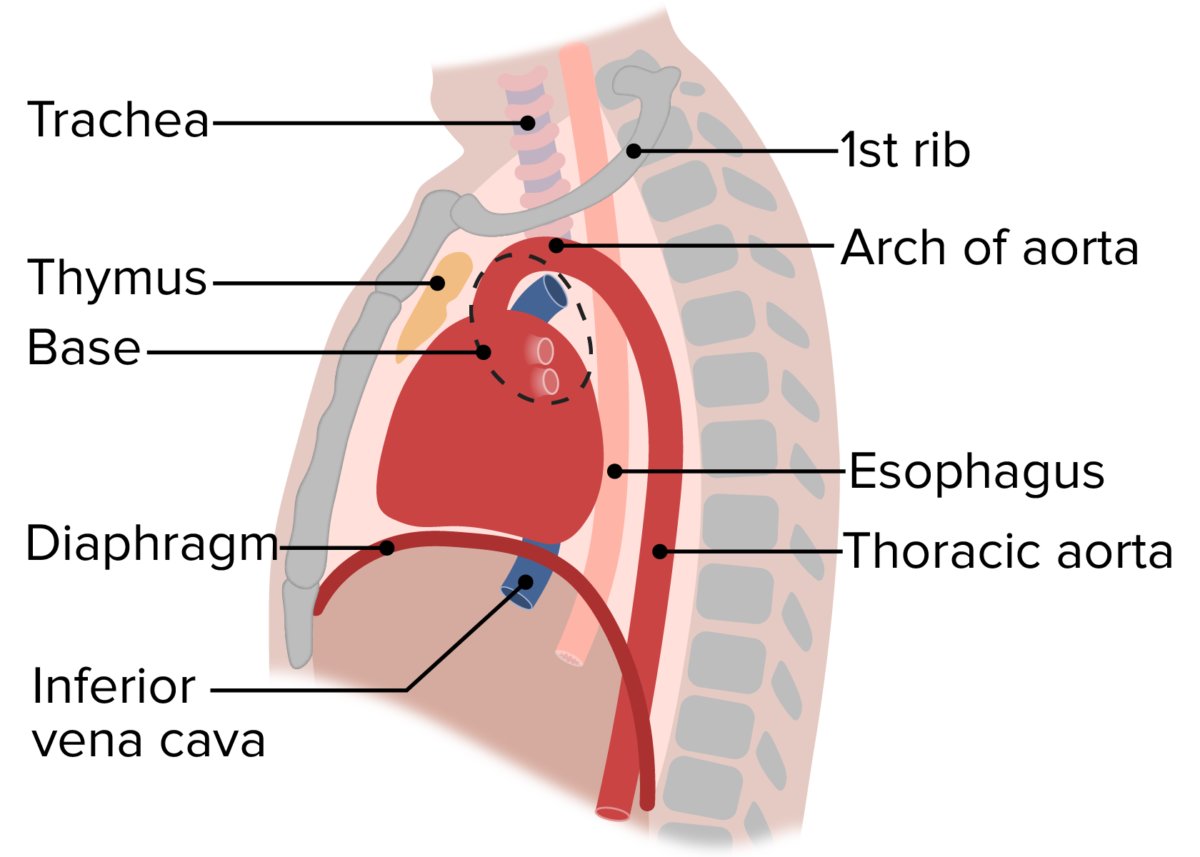Position of the heart in the thoracic cavity lateral view