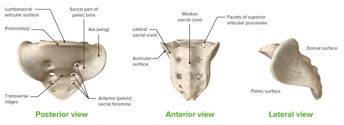 Vistas posterior (izquierda), anterior (centro) y lateral (derecha) del sacro