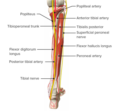 Posterior view of leg feat. arterial blood supply
