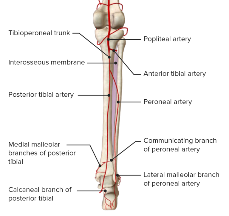 Leg: Anatomy | Concise Medical Knowledge