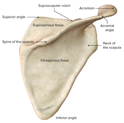 Shoulder Joint: Anatomy 