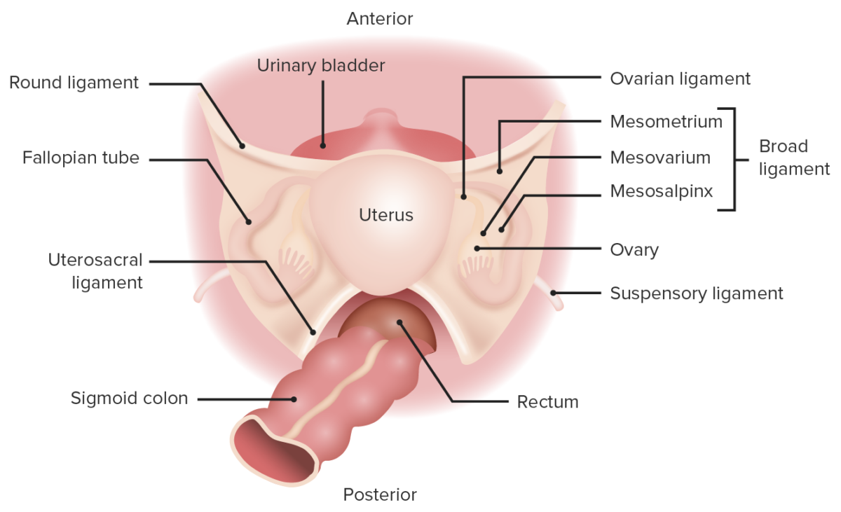 Posterior superior view of female pelvic anatomy
