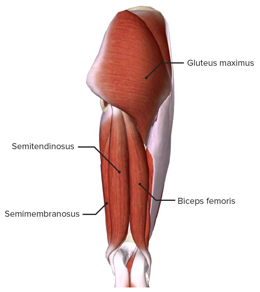 Posterior thigh featuring the extensors of the hip 1