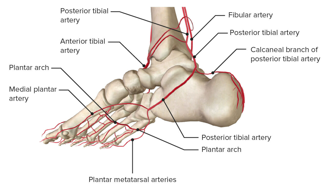 peroneal artery foot