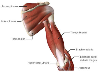 Arm: Anatomy [+video] - Lecturio Medical