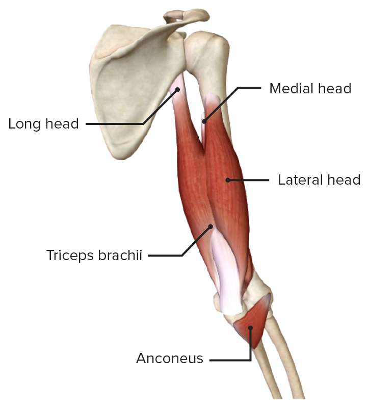 Posterior view of the arm featuring the muscles of the posterior compartment
