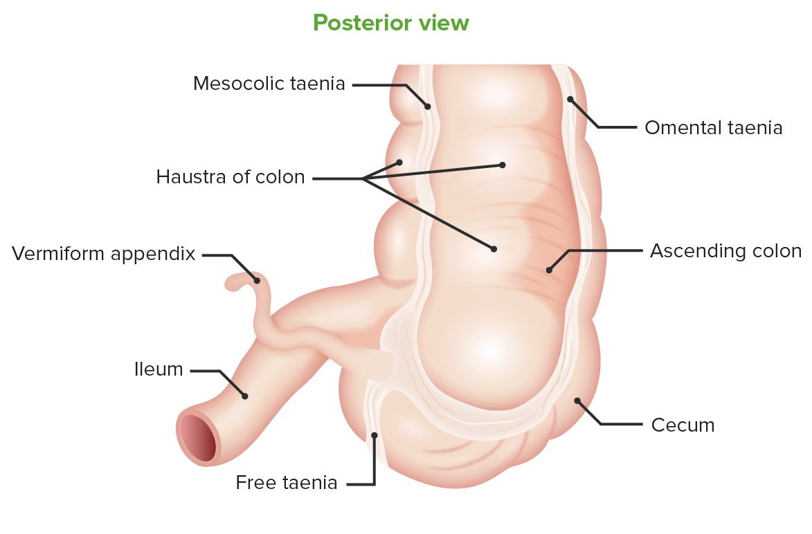 Posterior view of the cecum