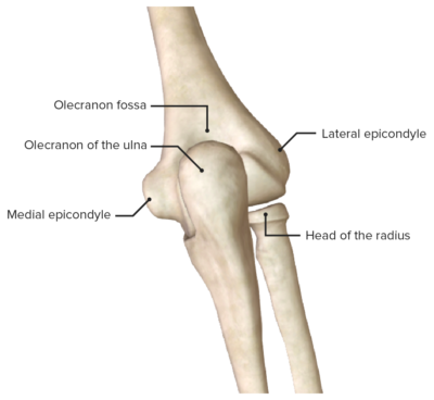 Elbow Joint: Anatomy [+video] - Lecturio Medical