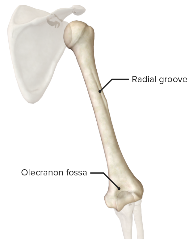 distal humerus anatomy posterior view