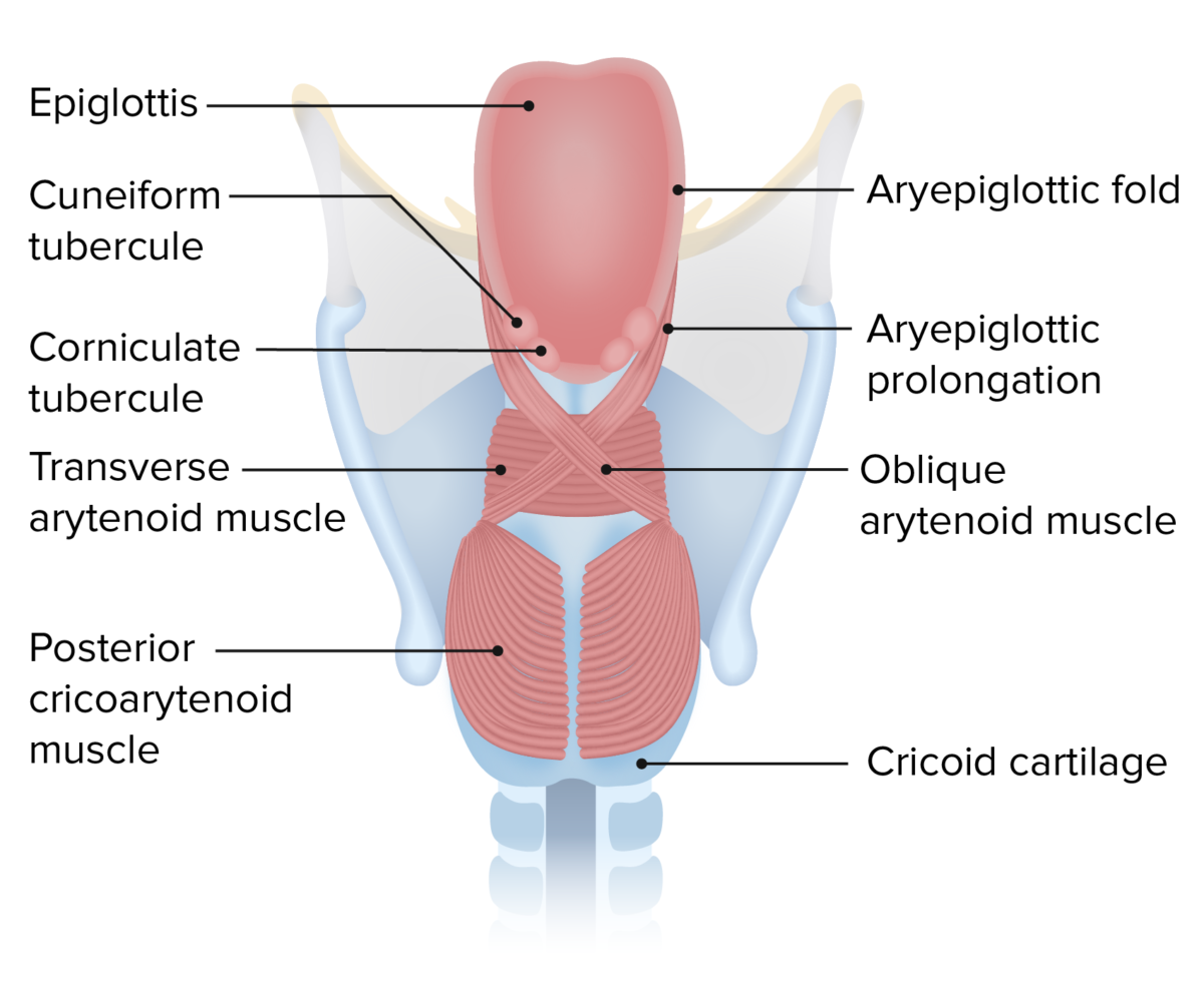 Larynx Anatomy Concise Medical Knowledge