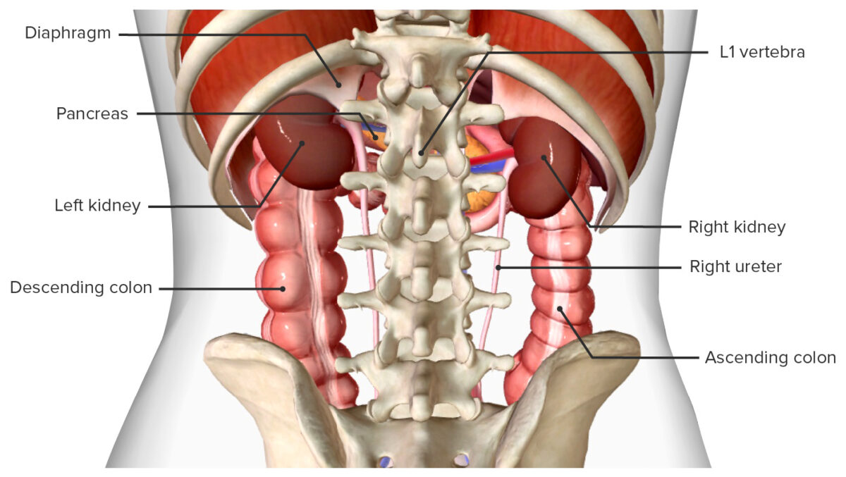 Posterior view of the kidneys and neighboring organs