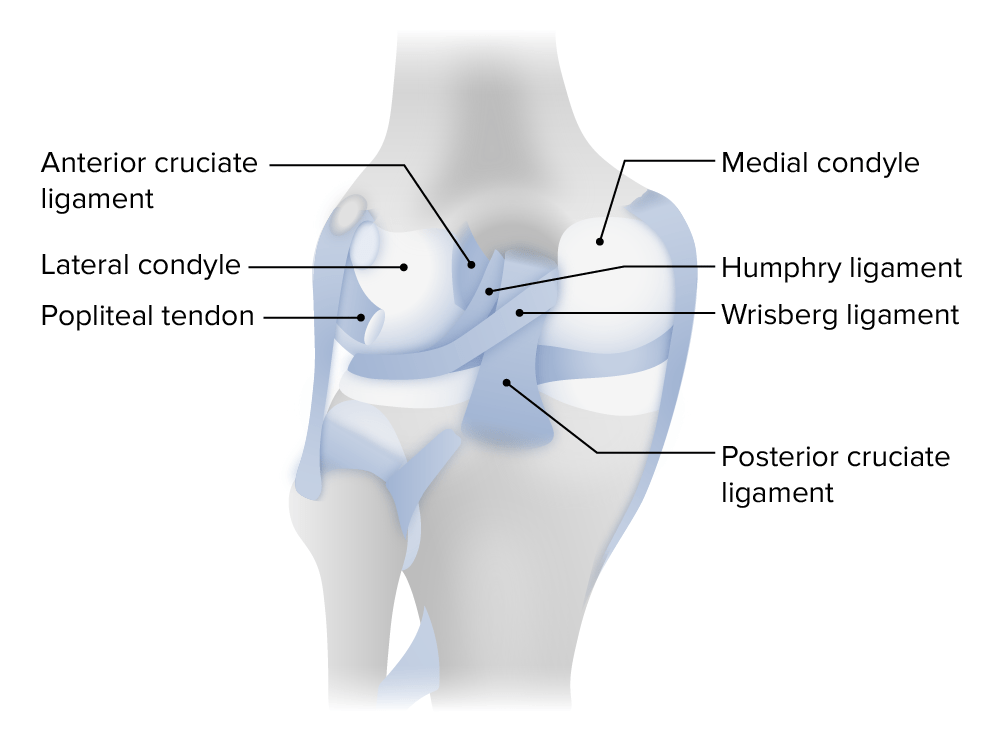 Posterior view of the left knee joint