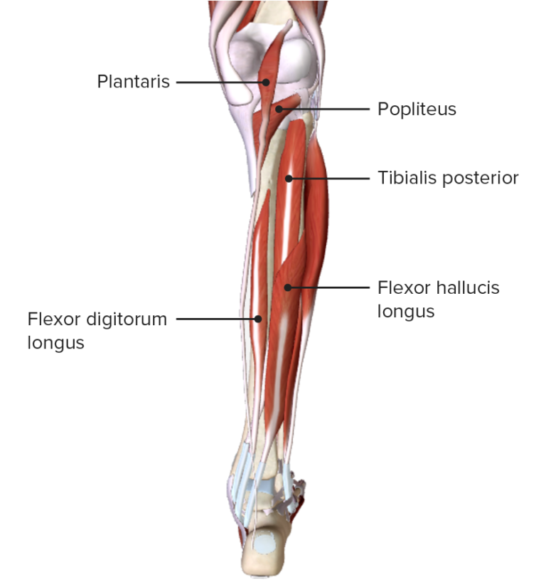 Leg: Anatomy | Concise Medical Knowledge