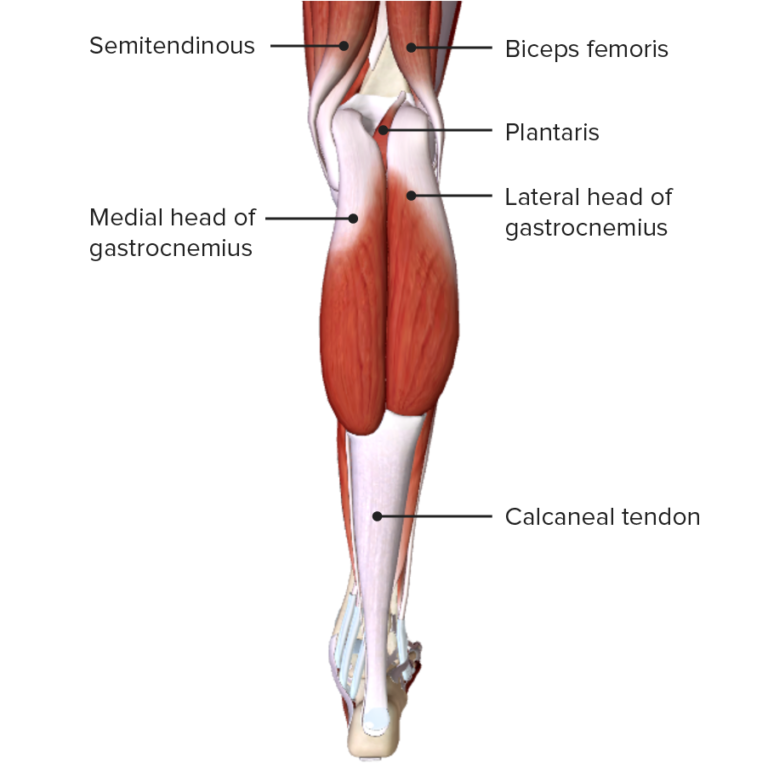 Leg: Anatomy | Concise Medical Knowledge